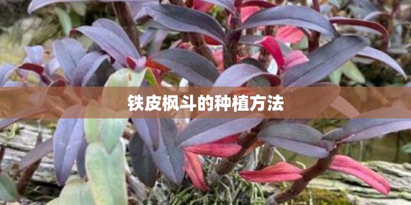 铁皮枫斗的种植方法
