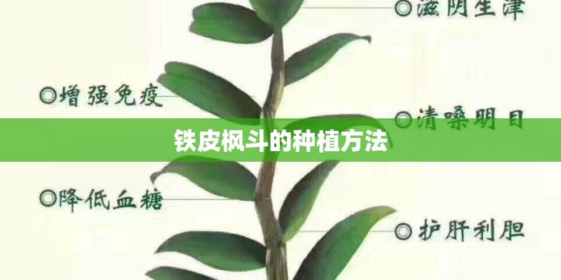 铁皮枫斗的种植方法
