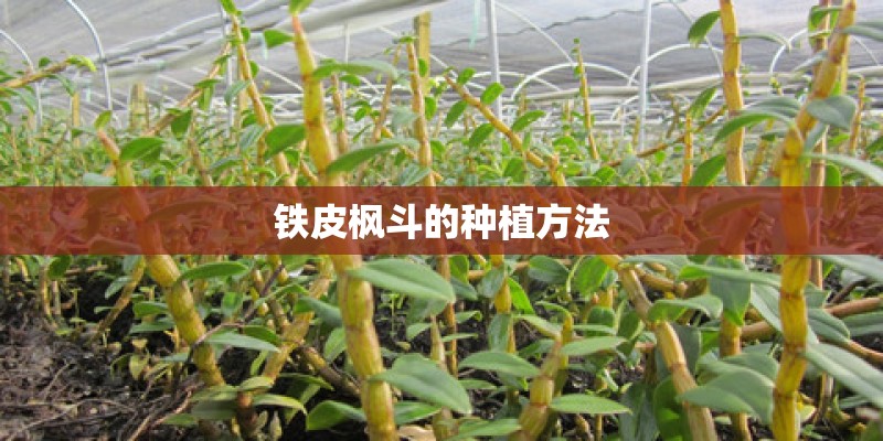 铁皮枫斗的种植方法