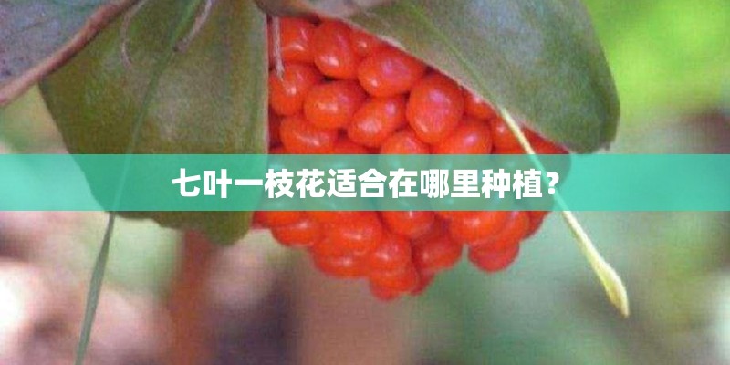 七叶一枝花适合在哪里种植？