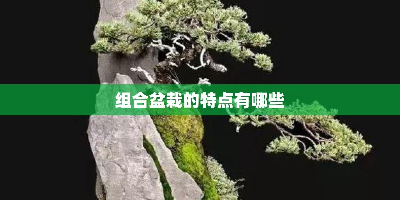 组合盆栽的特点有哪些
