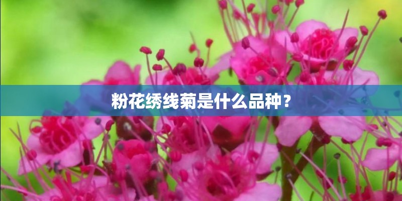 粉花绣线菊是什么品种？