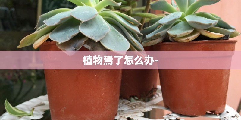 植物焉了怎么办-