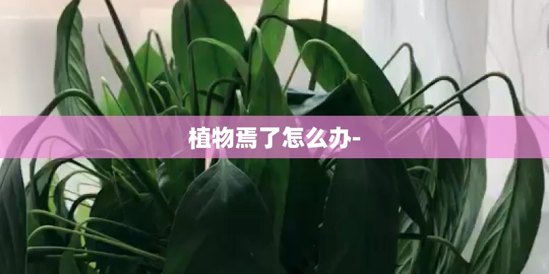 植物焉了怎么办-