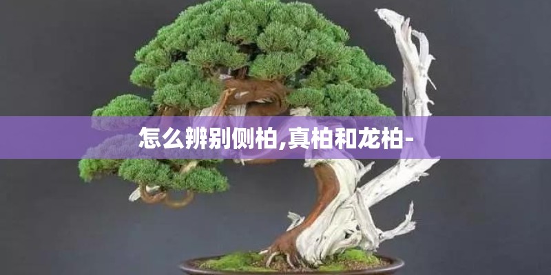 怎么辨别侧柏,真柏和龙柏-