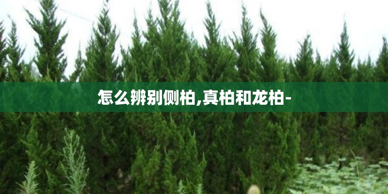 怎么辨别侧柏,真柏和龙柏-