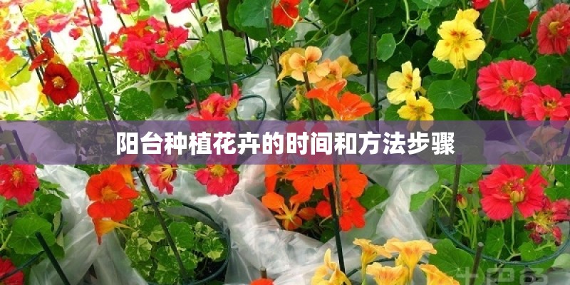 阳台种植花卉的时间和方法步骤