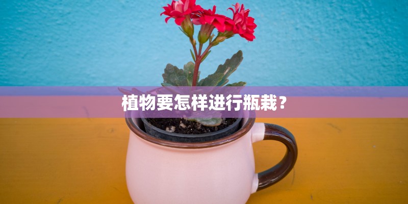 植物要怎样进行瓶栽？
