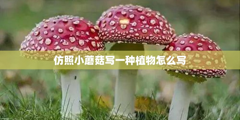 仿照小蘑菇写一种植物怎么写