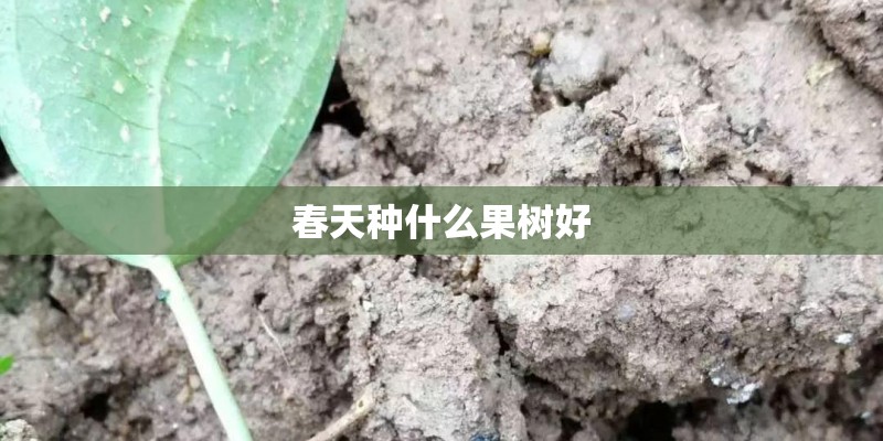 春天种什么果树好