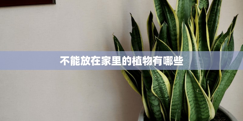 不能放在家里的植物有哪些