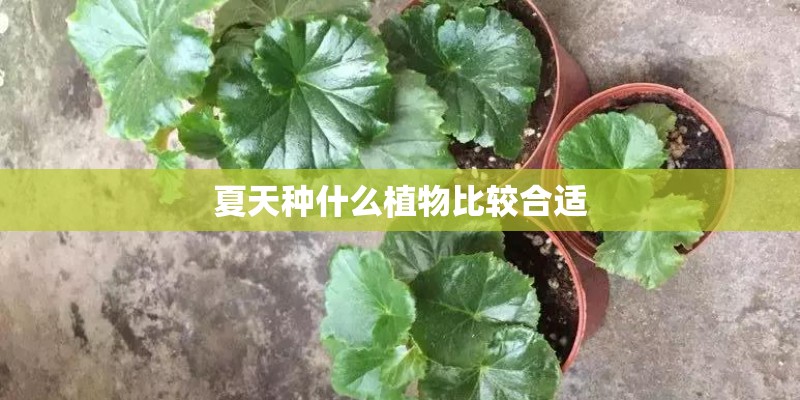 夏天种什么植物比较合适