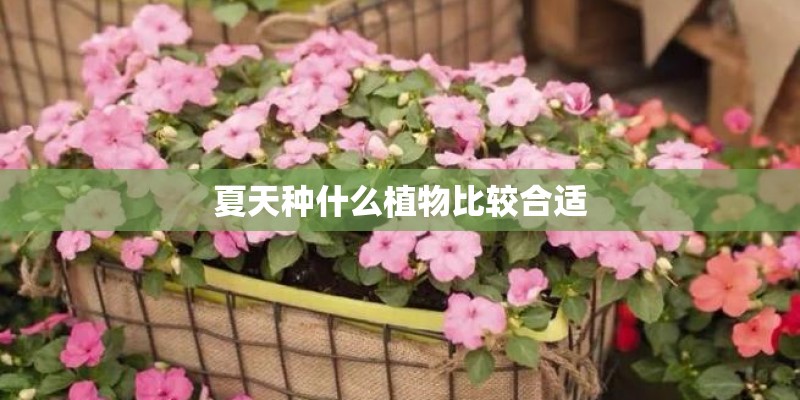 夏天种什么植物比较合适