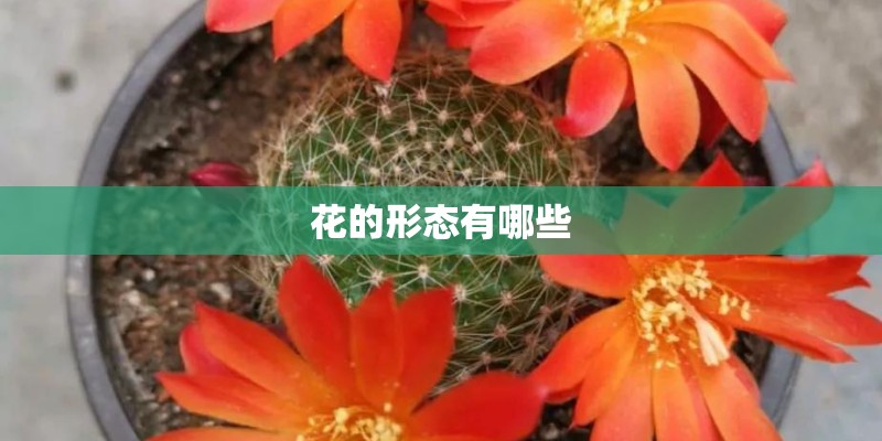 花的形态有哪些