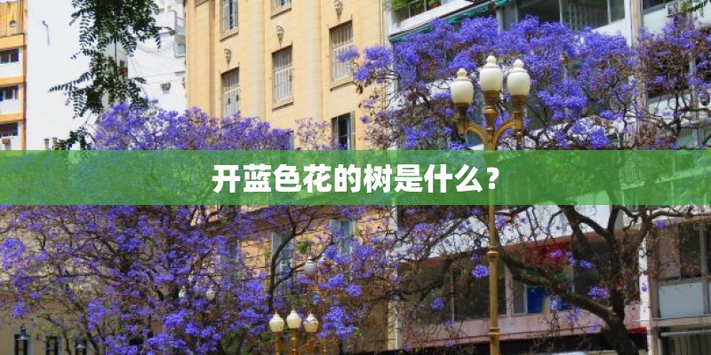 开蓝色花的树是什么？