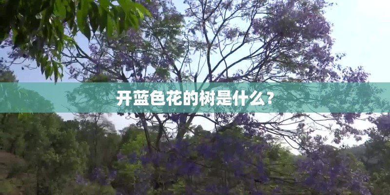 开蓝色花的树是什么？