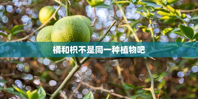 橘和枳不是同一种植物吧