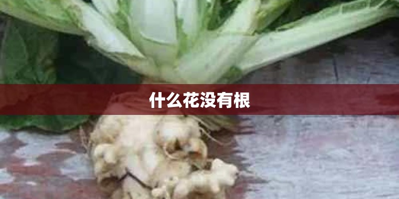 什么花没有根
