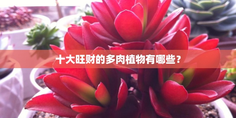 十大旺财的多肉植物有哪些？