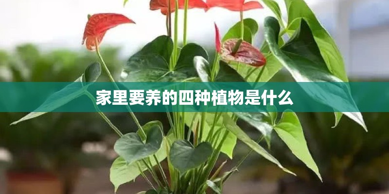 家里要养的四种植物是什么
