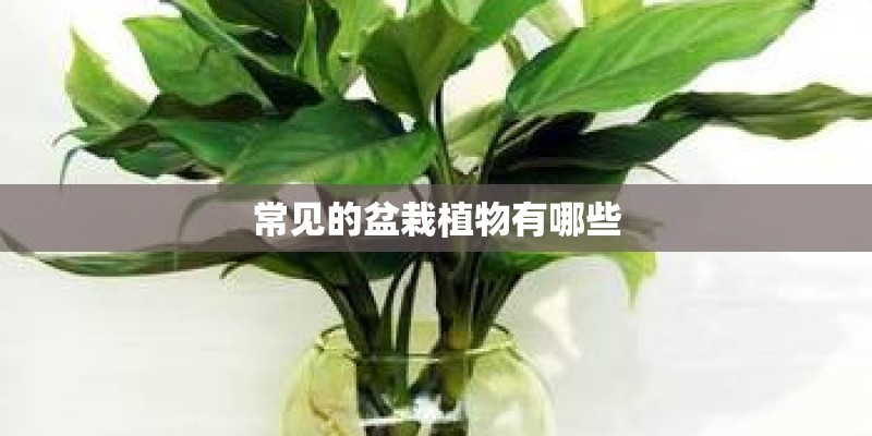 常见的盆栽植物有哪些