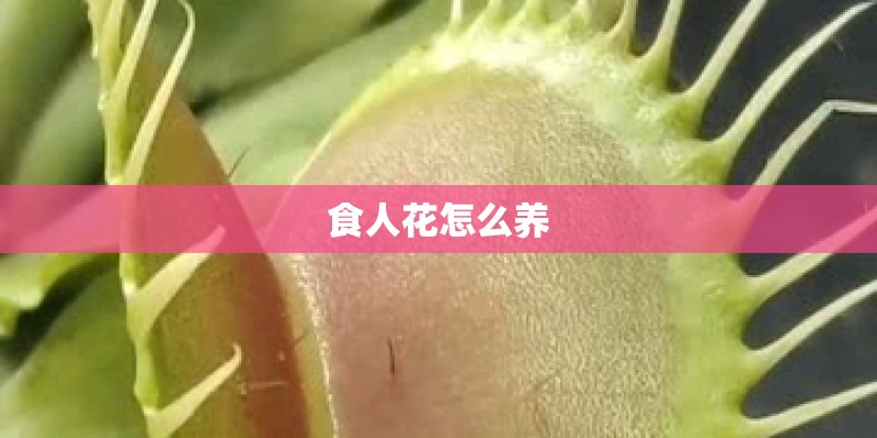 食人花怎么养