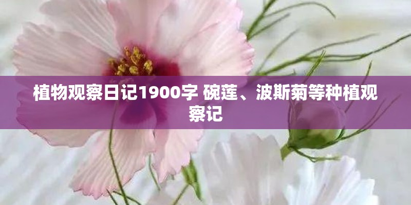 植物观察日记1900字 碗莲、波斯菊等种植观察记