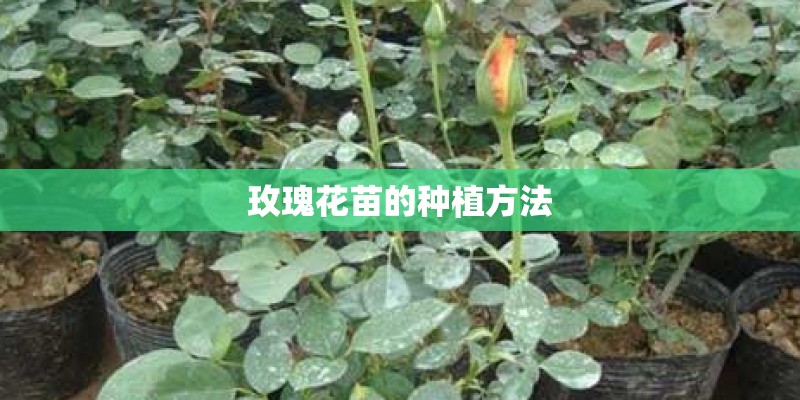 玫瑰花苗的种植方法 玫瑰花苗的种植方法