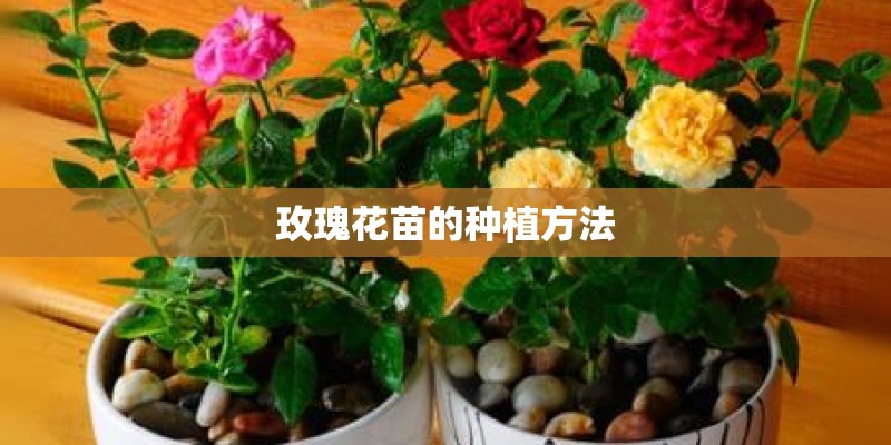 玫瑰花苗的种植方法 玫瑰花苗的种植方法