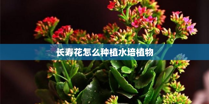 长寿花怎么种植水培植物