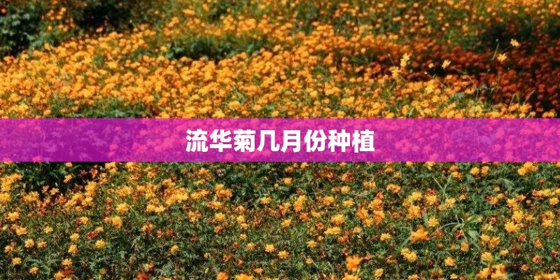 流华菊几月份种植