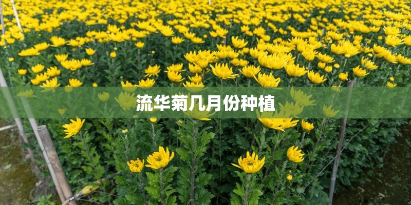 流华菊几月份种植