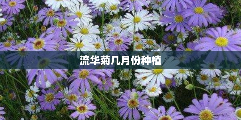 流华菊几月份种植