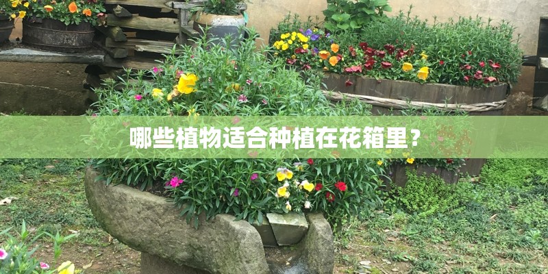 哪些植物适合种植在花箱里？