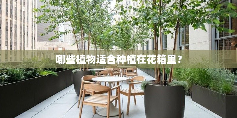 哪些植物适合种植在花箱里？