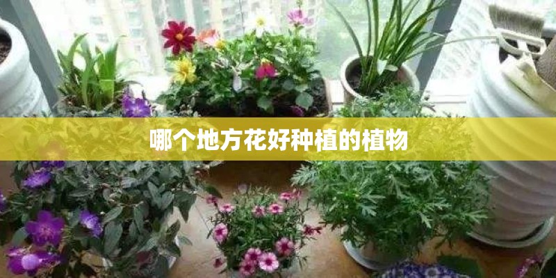 哪个地方花好种植的植物