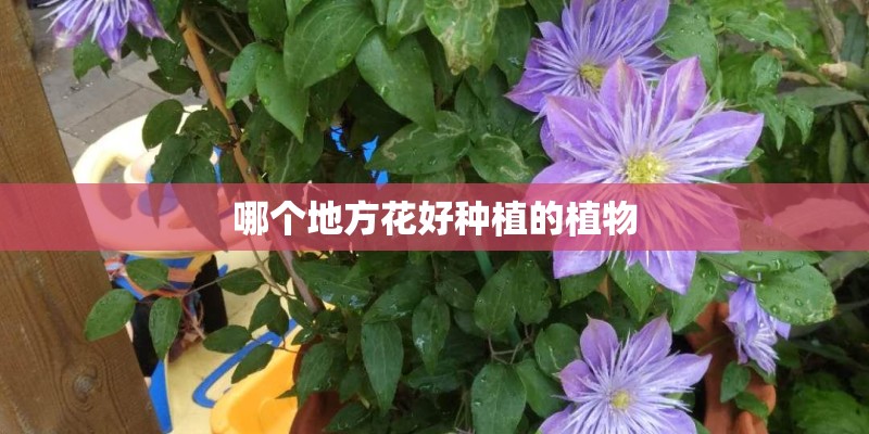 哪个地方花好种植的植物