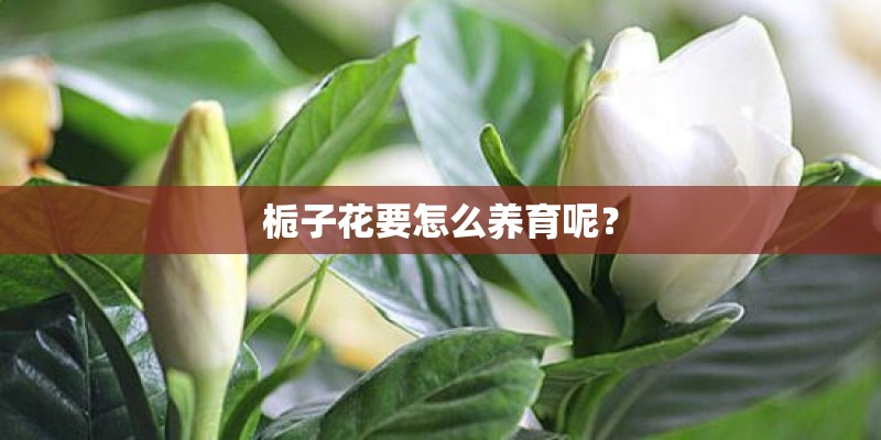 栀子花要怎么养育呢？