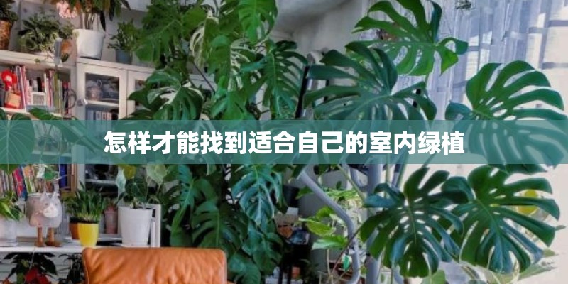 怎样才能找到适合自己的室内绿植