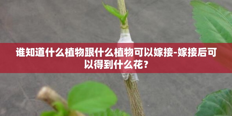 谁知道什么植物跟什么植物可以嫁接-嫁接后可以得到什么花？