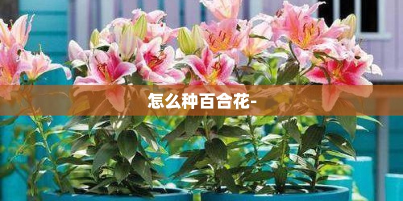 怎么种百合花-