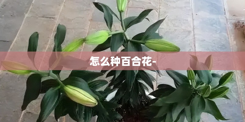怎么种百合花-