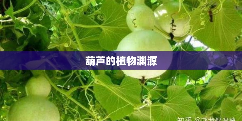葫芦的植物渊源
