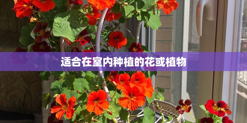适合在室内种植的花或植物