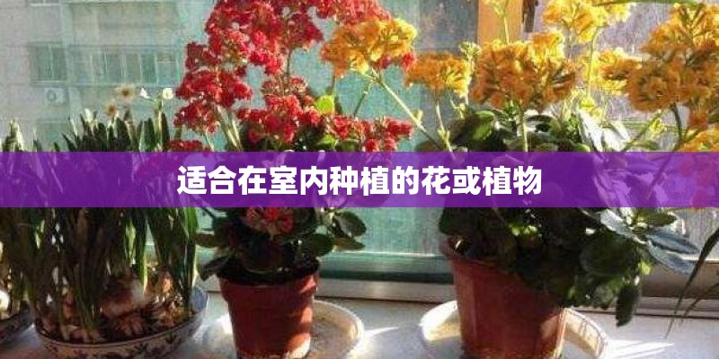 适合在室内种植的花或植物