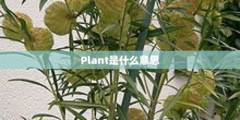 Plant是什么意思