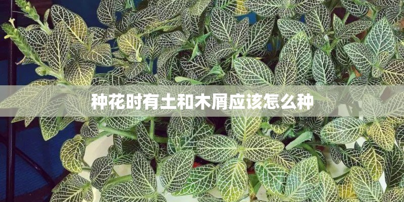 种花时有土和木屑应该怎么种