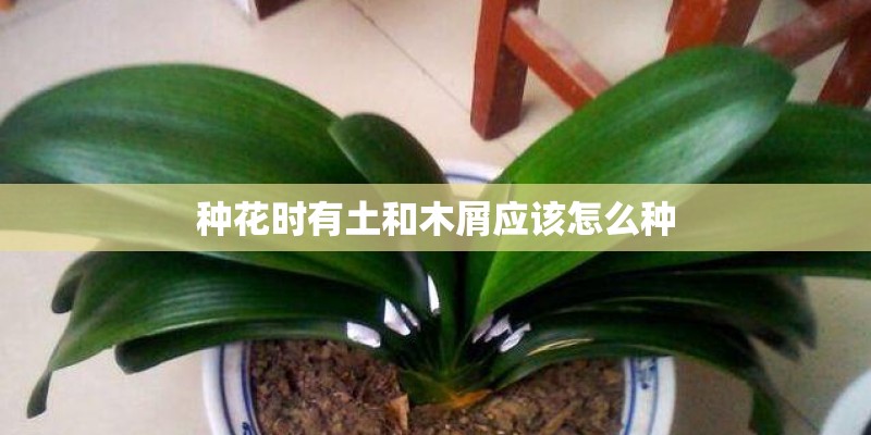 种花时有土和木屑应该怎么种
