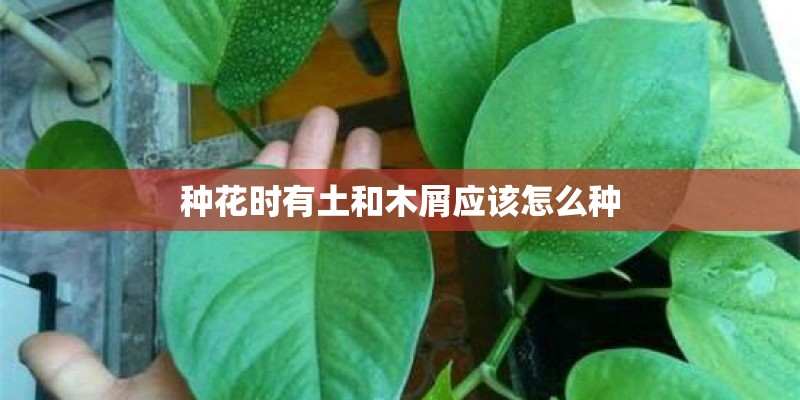 种花时有土和木屑应该怎么种
