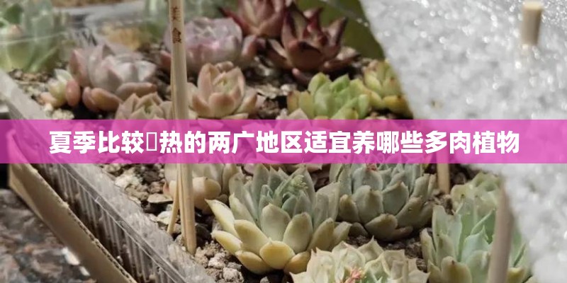 夏季比较溼热的两广地区适宜养哪些多肉植物